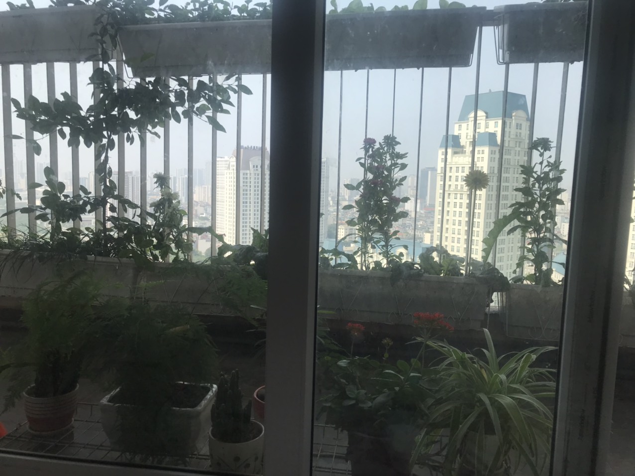 Cho thuê căn hộ chung cư Golden palace , Mễ Trì Nam , Từ Liêm , Hà Nội
 1003248