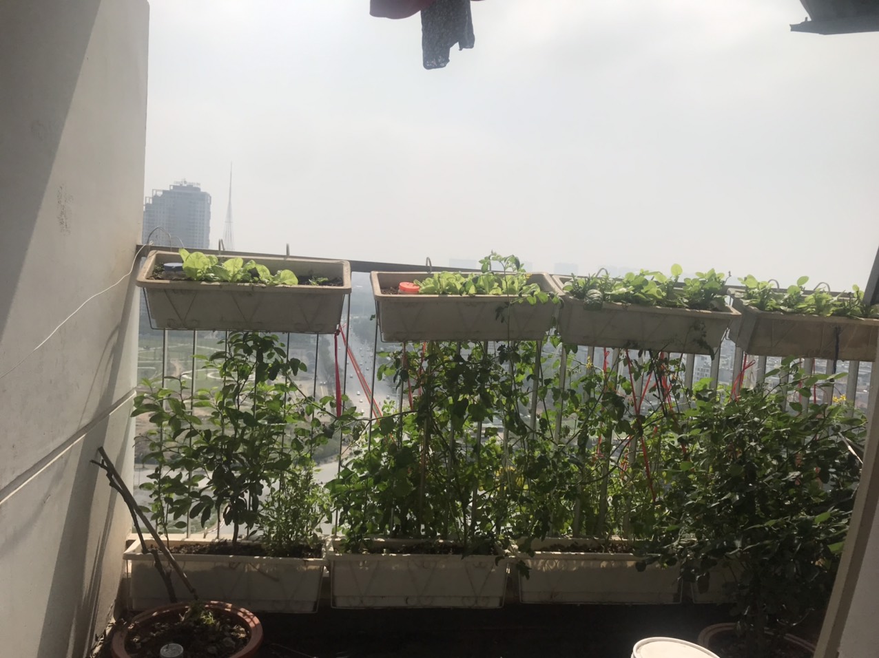 Cho thuê căn hộ chung cư Golden palace , Mễ Trì Nam , Từ Liêm , Hà Nội
 1003248