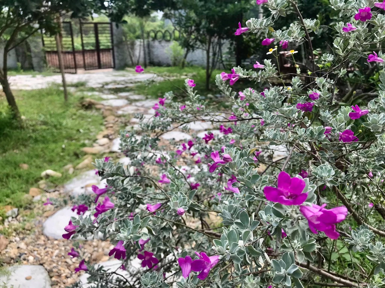 Cho thuê nhà vườn tại Đồi Bông, Thái Lai, Xã Minh Trí, Huyện Sóc Sơn, Hà Nội 1011222